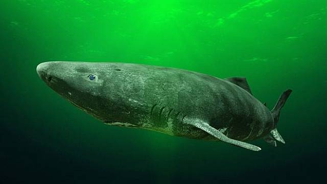 Žralok grónský se dožívá vysokého věku