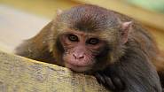 Čínští vědci učinili pokus, který má zlepšit paměť a inteligenci opic