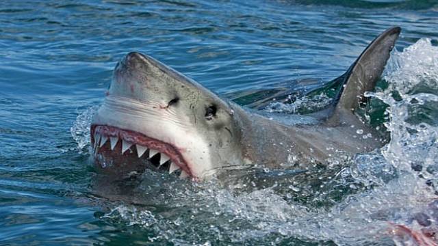 Na světě existuje přes 500 druhů žraloků