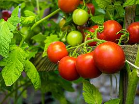 Rajčatům můžeme dopomoci k růstu levnými domácími hnojivy.