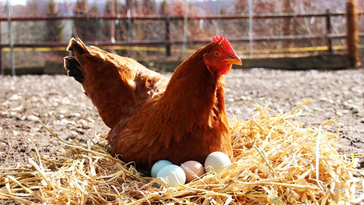 Курица сидит на яйцах