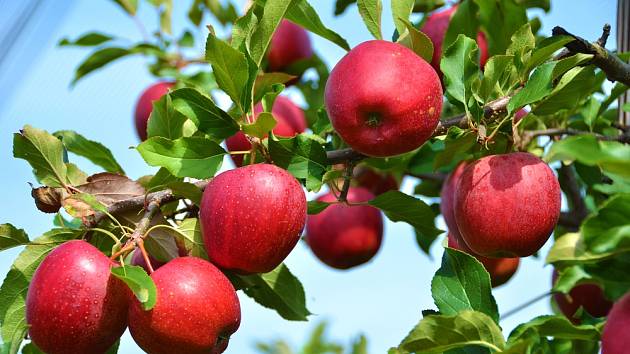 Mohou hřebíky zlepšit plodnost ovocných stromů?