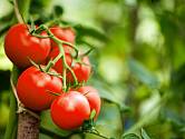 Rajčata se vyplatí pěstovat ze semínek.