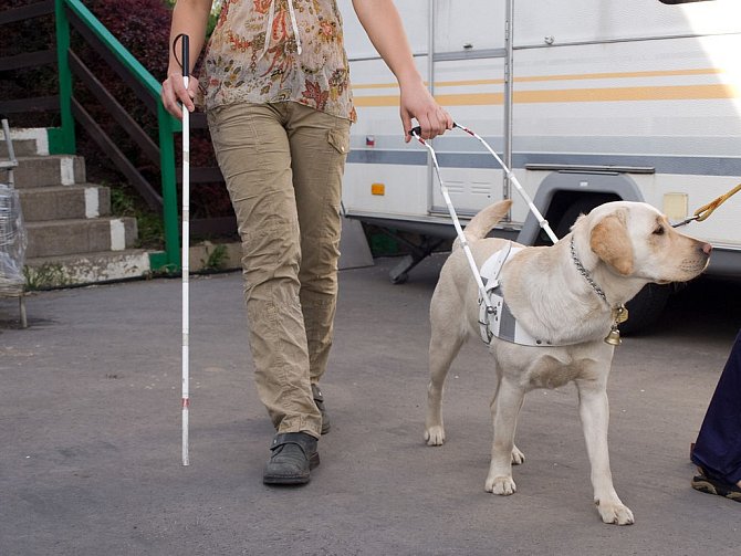 Psi se využívají pro nevidomé
