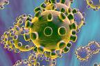 Koronavirus dostal jméno podle svého mikroskopického obrazu, “corona” znamená koruna. Virus je obklopen “korunou” proteinů, pomáhají viru identifikovat prostředí a zjistit, zda mohou infikovat svého hostitele.