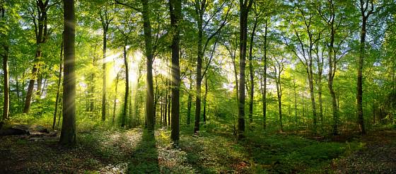 Hřib královský roste v listnatých lesích.