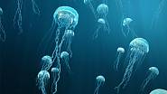 Přibližně od konce roku 1998 byl v jezeře zjištěn strmý pokles populace medúz
