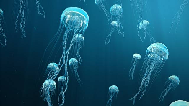 Přibližně od konce roku 1998 byl v jezeře zjištěn strmý pokles populace medúz