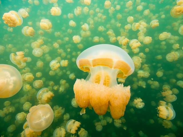 Jezero medúz se nachází na ostrově Eil Malk, jednom ze Skalnatých ostrovů, 30 km jižně od Kororu