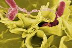 Původce břišního tyfu bakterie Salmonella typhimurium (červeně) pod elektronovým mikroskopem.