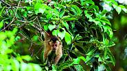 V brazilské džungli fotila Radana velmi inteligentní ploskonosé malpy hnědé...