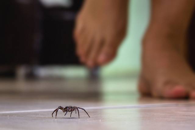 Zabití pavouka údajně přináší neštěstí