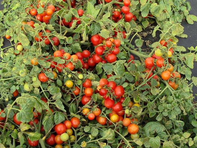 Odrůda Bajaja vám dá za sezónu až sedm set rajčátek.