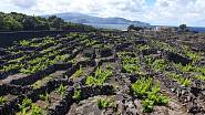 Pico je na seznamu UNESCO díky vinařství. Vinice ale vypadají jinak, než jsme zvyklí.