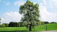 Památná hrušeň. Jediný strom, který přežil nacistické řádění