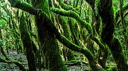 Magický les je lemovaný dlouhými křivými a tenkými kmeny stromů porostlými mechem.