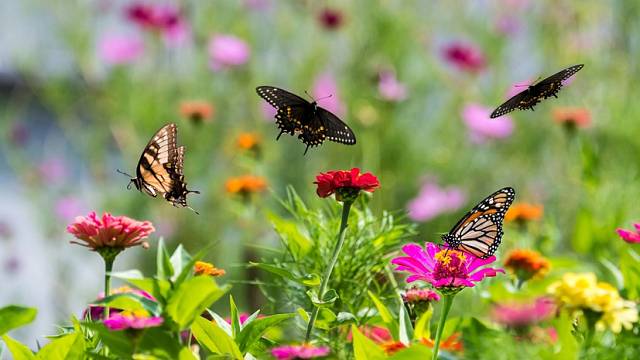 Pokud chcete, aby k vám na zahradu létali motýli, musíte jim nabídnout rostliny a květiny, které jim vyhovují.