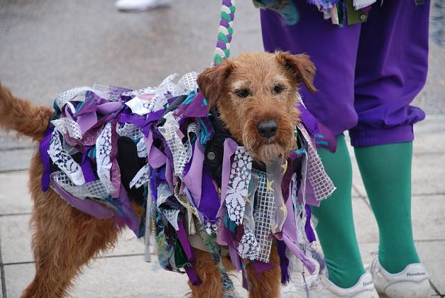 Při jarních oslavách v Anglii jsou slavnostně oblečení i psi.