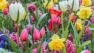 Tulipány v letošním počasí kvetou déle než v jiných letech.