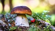 Některé houby jsou chráněné