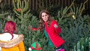 Vévodkyně Kate vybírá vánoční stromky