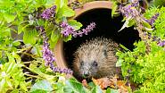Zahrada pro ježka je zarostlá, s dostatkem míst, kde se může ukrýt a přezimovat. Potěší ho hromada listí a větví v klidném koutě, kam nesmí strkat nos pes.