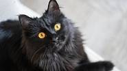 Černá kočka přes cestu je nejznámější lidovou pověrou