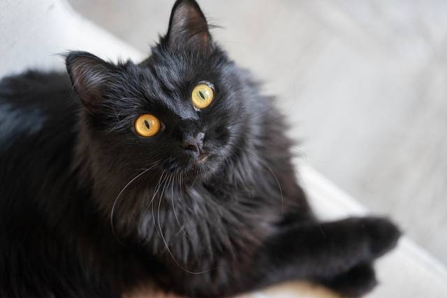 Černá kočka přes cestu je nejznámější lidovou pověrou