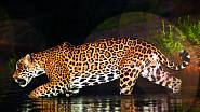 ...v močálovité krajině Pantanal jaguáry...