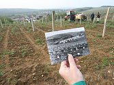 Obnova vinic v mostecké části Čepirohy. Fotografie prvního sázení vinice Libuše z doby před třiceti lety.