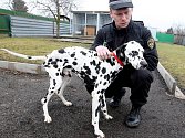 V litvínovském útulku pro opuštěná zvířata skončil vyhublý dalmatin s podezřenám na týrání. Na snímku psovod litvínovské městské policie Michal Schreiber.
