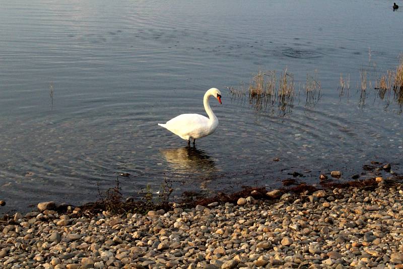 Jezero Most v sobotu odpoledne.