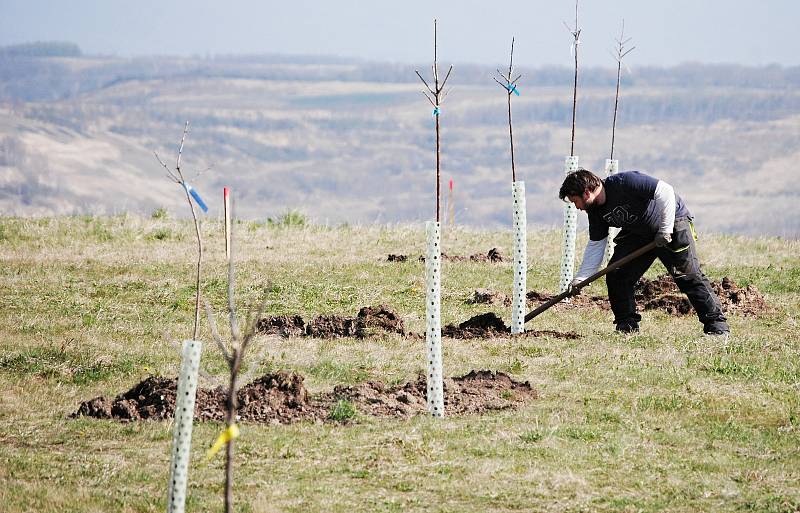 Poblíž jezera Most, kde bylo historické jádro starého města Most, vzniká ovocný sad.