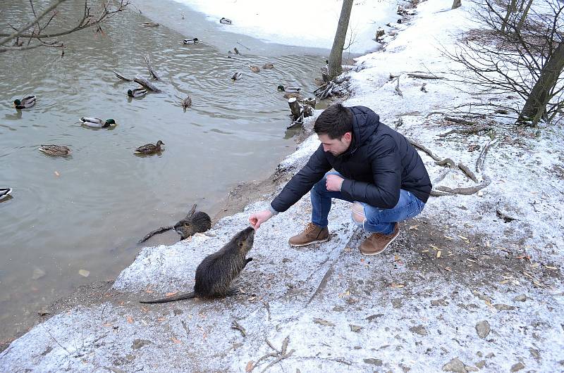 O víkendu lidé chodili na mostecký vrch Ressl, kde krmí nutrie a kachny a kde vznikla nová kvízová stezka.