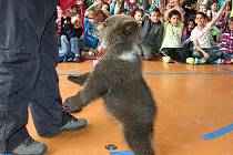 Medvídě v mostecké škole.