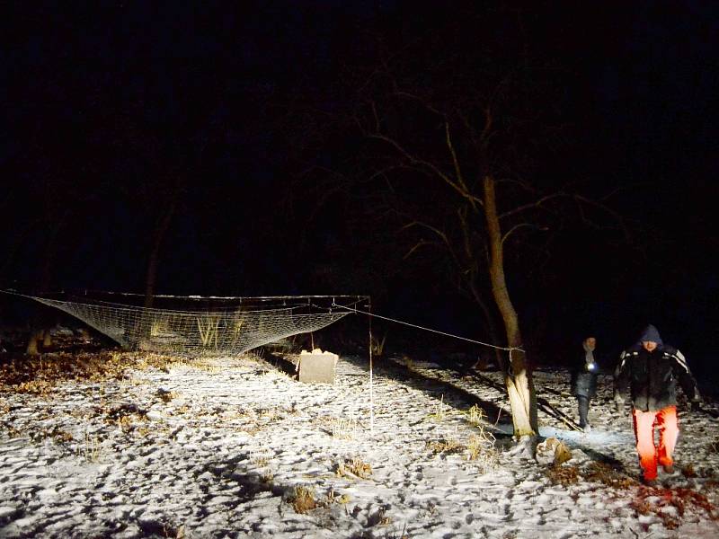 Ochránci zvířat procházejí v noci v parku Šibeník kolem nastražené sítě, do které chtějí chytit zatoulané exotické prase Pepu. Na síť svítí reflektor ze služebního auta městské policie. V parku není žádné veřejné osvětlení (leden 2016).