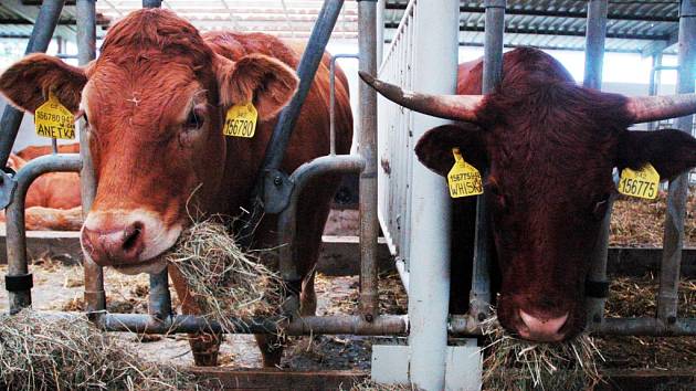 Farma na Hoře Svaté Kateřiny. V programu Podzimní farmářské slavnosti v Mostě je sice napsáno "soutěž v dojení krav", ale kravská vemena budou nahrazena trenažéry.