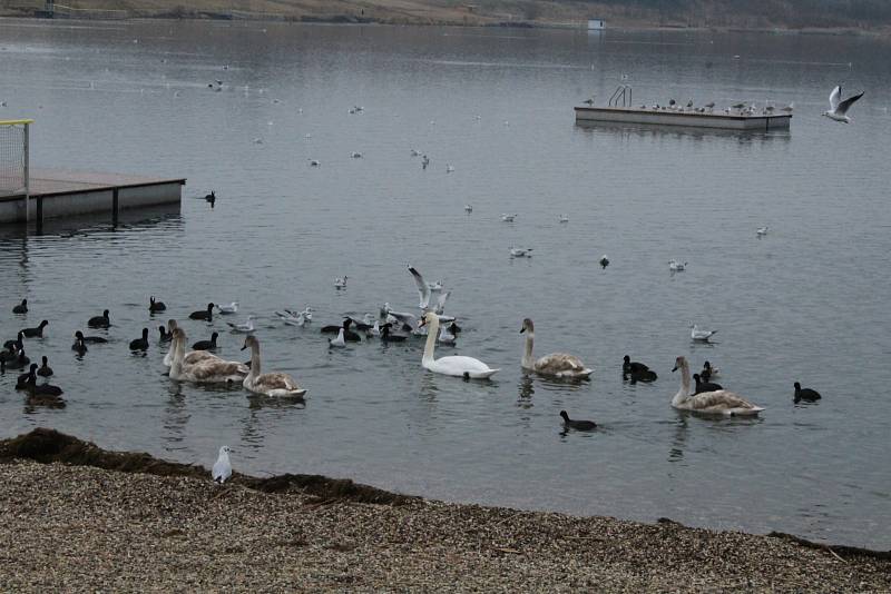 Ptáci na jezeře Most.