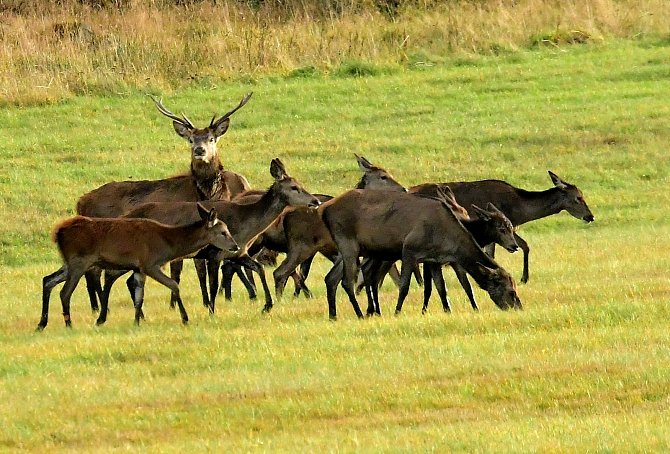 Jiří Havelka vyfotografoval stádo jelenů u Nové Vsi v Horách