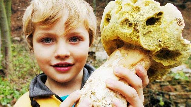 Pětiletý Pavlík Fazekaš našel v Lomském lese na Mostecku obří bilý hřib vážící 2 kg. Snímek je z roku 2006. 