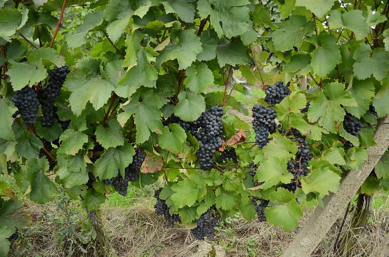 Zaměstnanci Českého vinařství Chrámce s brigádníky sbírají v Rudolicích hrozny vinné révy