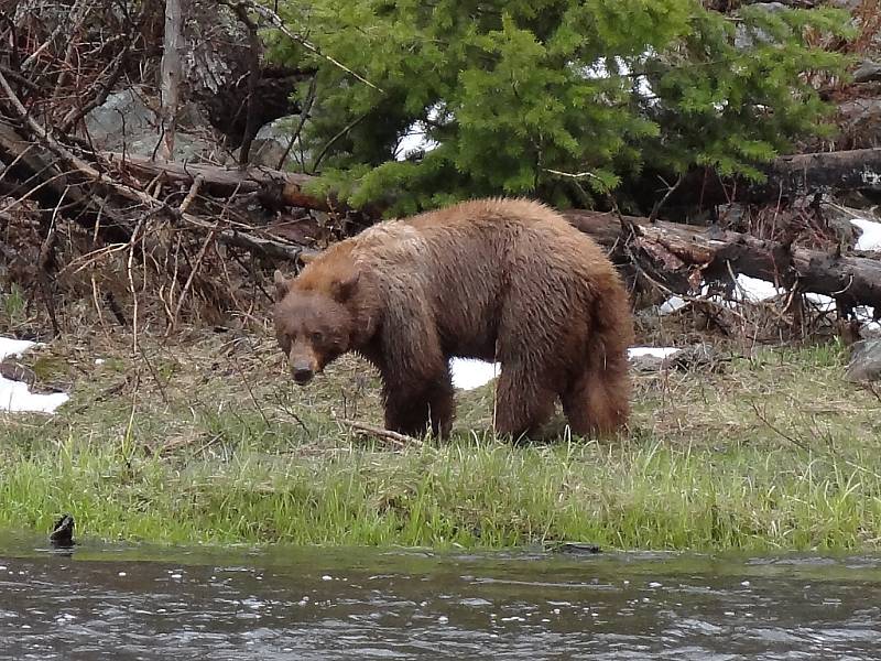Grizzly vyrazil na lov k řece. Záběr z filmu American Way 5 Yellowstone, který zahájí třetí ročník festivalu World Film 2012 v Mostě.