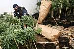 Policejní zátah na pěstitele marihuany.
