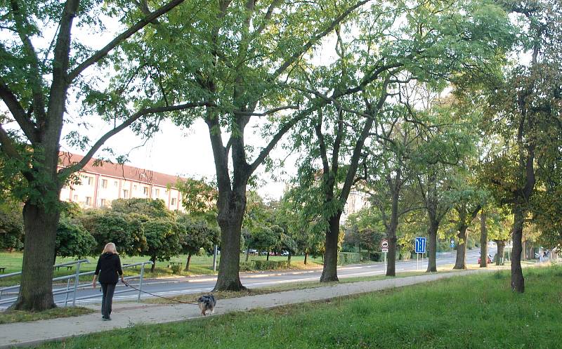 Ulice ČSA v Mostě, kde se má pokácet část aleje jasanů kvůli rekonstrukci kanalizace a vodovodu mezi Lunou a gymnáziem. Nyní se pracuje u gymnázia.