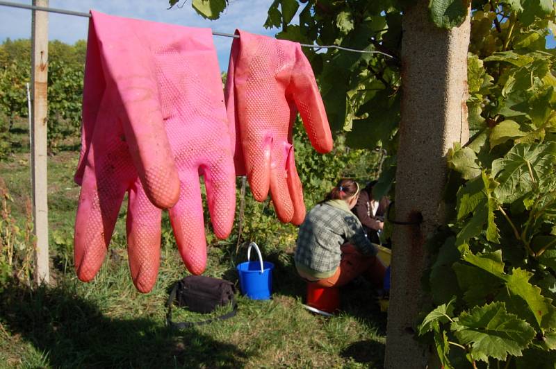 Sklizeň na vinicích.