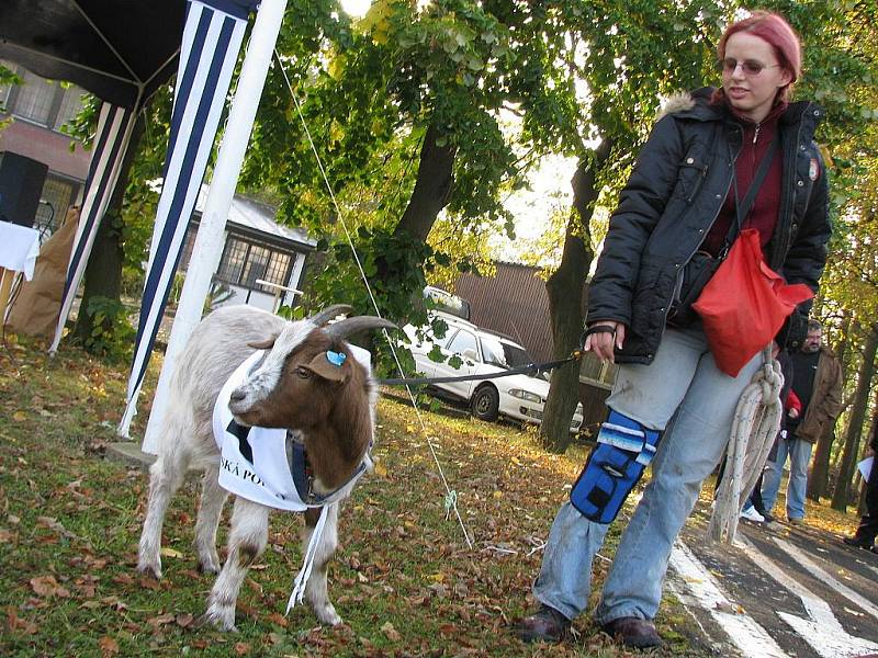 Malá recese - mezi psy přijel i kozlík z ekofarmy na Klínech.