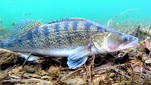 Podzim přinesl bohaté zarybnění vodních nádrží na Mostecku. Vysazeno bylo několik druhů ryb. Ovšem candátů bylo absolutně nejvíc, 19 350