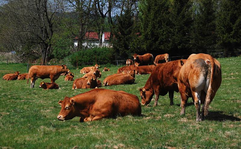 Nejlepší ekofarmou roku 2022 je Farma Kateřina v Krušných horách na Mostecku, která se zaměřuje na chov plemenného dobytka. Rodinný podnik založili v roce 1995 manželé Adolf a Kateřina Loosovi z Hory Svaté Kateřiny.