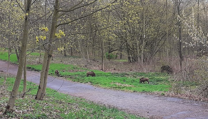 Park Šibeník v Mostě a divoká prasata u chodníků.