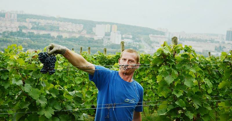 Zaměstnanci Českého vinařství Chrámce s brigádníky sbírají v Rudolicích hrozny vinné révy